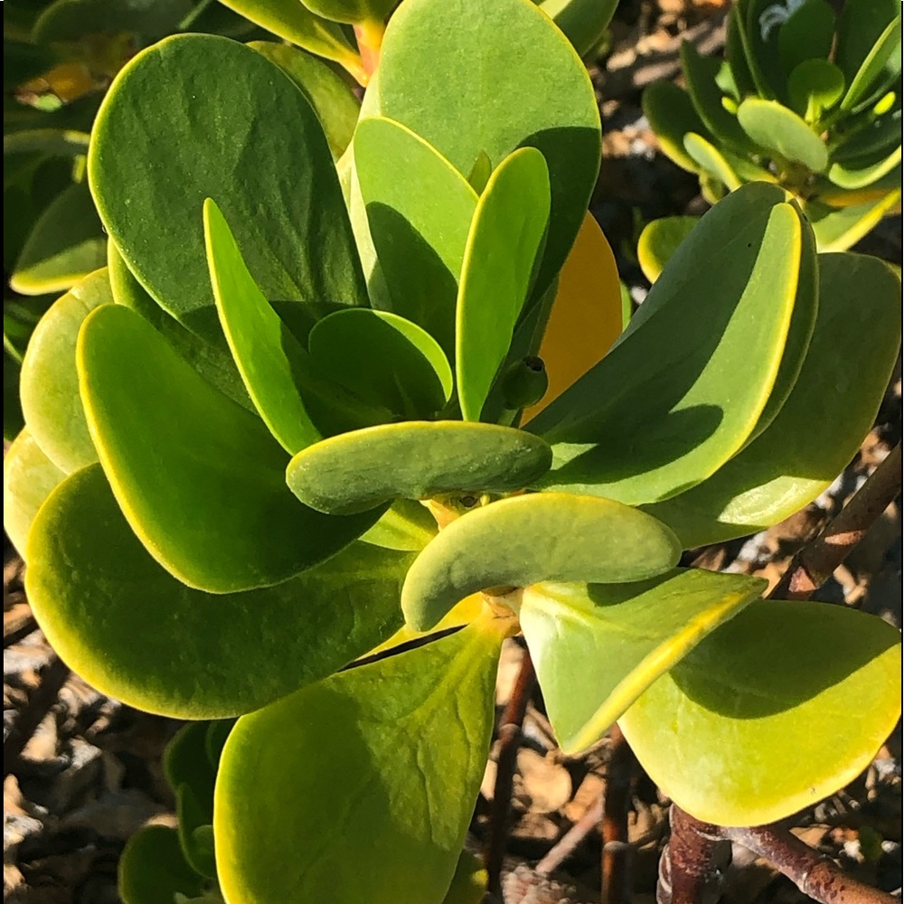 Meet your Posher, Carl